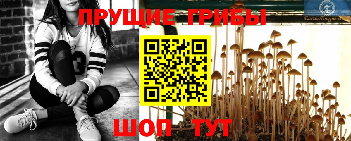 Галлюциногенные грибы Cubensis Лабинск